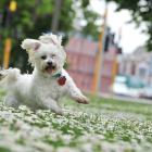 Pinot, a 9-year old Maltese, runs through the daisies at Queens Gardens yesterday. Pinot is owned...