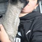 Tiny . .. One of 11-year-old Ryan Sagar’s 15 purebred South Suffolk lambs from his Misty Creek...