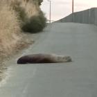 The fur seal spotted on the Harbour Cycleway yesterday morning. PHOTO: SUPPLIED