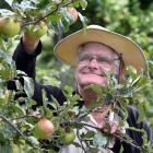 NZ Tree and Crops Association committee member Paul Snyder stands among the apple trees at the Mt...