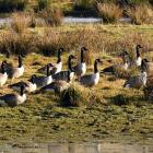 Canada geese in shallow waters of the upper Taieri River near Paerau. PHOTO: STEPHEN JAQUIERY