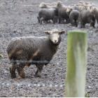 Dirty sheep graze in a muddy paddock in Southland last month. PHOTO: SUPPLIED