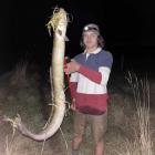 A longfin eel caught by a Southland man in the Oreti River most likely died, a University of...