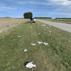 The dead tarāpuka, black billed gulls, were found on the side of Winslow Westerfield Rd at...