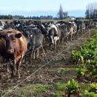 Cattle gather at a feed break on the Taieri yesterday. PHOTO: STEPHEN JAQUIERY