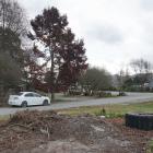 The site from where a 45-year-old tree was stolen in Duntroon. A tree of the same species and age...