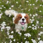 Cavalier King Charles spaniel "Rufus" was mauled to death on Saturday. PHOTO: SUPPLIED