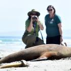 Keeping a safe distance from a sunbathing juvenile male sea lion on Smaills Beach yesterday  are ...