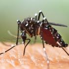 The aedes albopictus mosquito. Photo: Getty Images