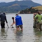 Members of the public, along with Department of Conservation rangers, attempt to refloat the shark.