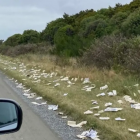 An Invercargill City Council park ranger found pages and covers ripped from printed books...