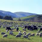 A bid by Beef + Lamb New Zealand to increase its directors fees has been rejected by farmers....