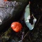 The red pouch fungus is easy to spot among the leaf litter. Photos: Alyth Grant
