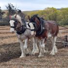 Horse teams joined tractor-pulled ploughs at the East Otago Vintage Machinery club annual...