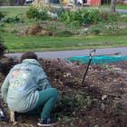 The Climate Action Campus plans to line Cowlishaw St in Avonside with plants that will attract...