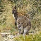 A Bennett’s wallaby. PHOTO: SUPPLIED