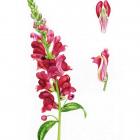 Snapdragons (Antirrhinum majus)  were once thought to enhance your social standing. ILLUSTRATION:...