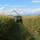 Many maize crops did well in the South Island unlike northern farmers, who had a torrid time with...