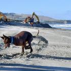 Ra, the dog, mirrors the machines at work at Middles, installing geobags in a last ditch attempt...