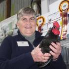 Frances Russell’s black Australorp bantam Stranger won the fancy bantam in show title at the...