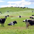 Dairy cows rest on irrigated paddocks near Omakau earlier this year. PHOTO: STEPHEN JAQUIERY
