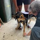 Working dog Henry gets measured by NS Vets veterinarian Jill MacGibbon on Pāmu farm in Waipuna,...