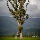 The Walking Tree, winner of the 2024 Tree of the Year award, is located near Karamea cemetery on...
