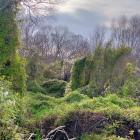 A large infestation of old man’s beard has been discovered at a site on the Ōreti River, which...