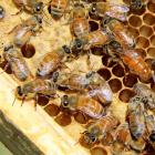 The queen bee (right of centre) spends much of her time examining cells through the colony among...