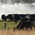North Canterbury dairy farmers hope winter rains will be enough to avoid early irrigating and...