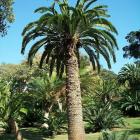 A large stem of Encephalartos woodii at the Durban Botanic Gardens, Durban, South Africa. PHOTO:...