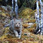 Feral cats are kea killers, particularly east of the Southern Alps divide. PHOTO: DOC