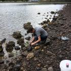 University of Otago zoology masters graduate, Fletcher Munsterman, searches for microplastics on...