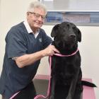 Dunedin veterinarian John Keenan takes a look at Labrador-cross Murphy at Vetlife St Kilda...