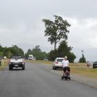 This historic mataī tree has been part of the Hans Bay landscape for at least 600 years. PHOTO:...