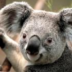 Queensland, South Australia and Western Australia are the only states to allow koala holding....