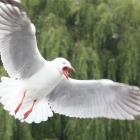 The Waitaki District Council is hoping to keep the number of seagull nests in Oamaru’s CBD as low...