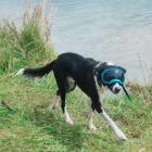 Two-year-old border collie Blaze loves to go for a swim in summer. PHOTO: CHARLOTTE HARRIS