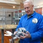 Don Barclay, of Lower Hutt, judges a Jacobin pigeon at the Oamaru Poultry, Pigeon and Canary...