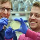 University of Otago microbiology and immunology researchers Professor Peter Fineran (left) and Dr...