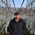 Cherry growing adviser Earnscy Weaver has installed an upright fruiting offshoot system in his...