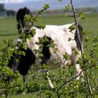 The dairy industry is looking at ways of mitigating dairy cows' greenhouse gas production. Photo:...