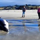 Acknowledging the arrival of an extremely rare [deceased] spade-toothed whale at Taieri Mouth...
