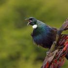 The New Zealand Garden Bird Survey wants to hear your citizen science data. PHOTO: NEAL MCLANACHAN