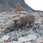 A feral cat in the Southern Alps. Photo: supplied