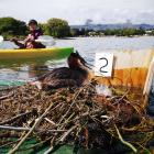 Lake Wānaka Grebe Project volunteer Lily Brown, 13, kayaks near the nest of an Australasian...