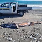 A basking shark was found washed up on a South Westland beach. PHOTO: DOC