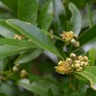 Umbellularia californica (Californian bay laurel) can be seen at the Dunedin Botanic Garden....