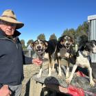 Southern Charity Dog Trials chairman Mike Joyce with his dogs Girl, Kaine and Pip. PHOTO: BEN...