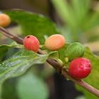 Arabica coffee beans, growing at the Dunedin Botanic Garden. PHOTO: LINDA ROBERTSON